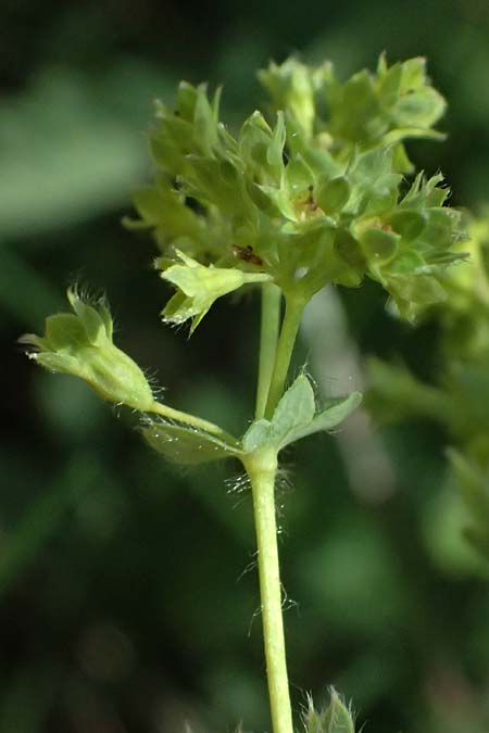 Alchemilla subcrenata \ Stumpfzhniger Frauenmantel / Broadtooth Lady's Mantle, D Günzburg 24.5.2025