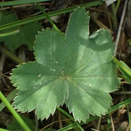 Alchemilla subcrenata \ Stumpfzhniger Frauenmantel / Broadtooth Lady's Mantle, D Günzburg 24.5.2025