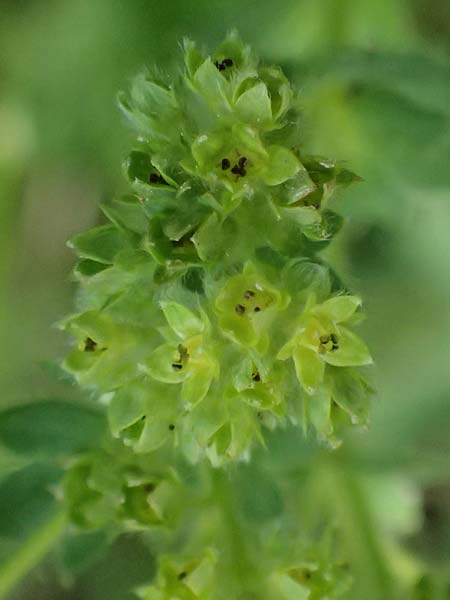 Alchemilla subcrenata \ Stumpfzhniger Frauenmantel / Broadtooth Lady's Mantle, D Günzburg 24.5.2025