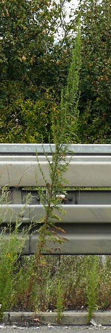 Artemisia tournefortiana \ Armenischer Beifu, D Hockenheim 2.9.2024