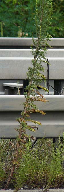 Artemisia tournefortiana \ Armenischer Beifu, D Hockenheim 2.9.2024