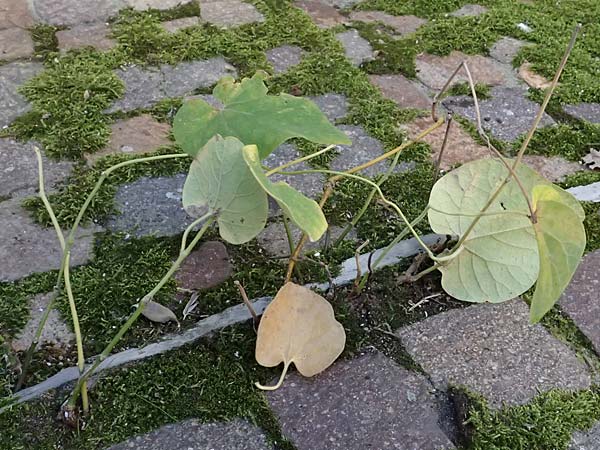 Isotrema tomentosum \ Filzige Pfeifenwinde / Woolly Dutchman's-Pipe, Pipevine, D Karlsruhe 18.9.2025