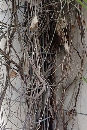 Isotrema tomentosum \ Filzige Pfeifenwinde / Woolly Dutchman's-Pipe, Pipevine, D Karlsruhe 18.9.2025