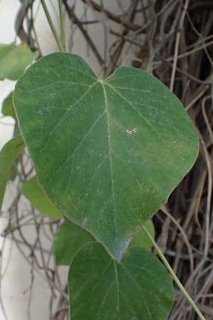 Isotrema tomentosum \ Filzige Pfeifenwinde / Woolly Dutchman's-Pipe, Pipevine, D Karlsruhe 18.9.2025