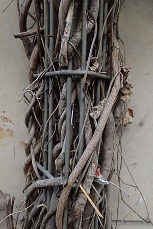 Isotrema tomentosum \ Filzige Pfeifenwinde / Woolly Dutchman's-Pipe, Pipevine, D Karlsruhe 18.9.2025