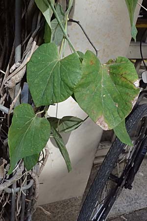 Isotrema tomentosum \ Filzige Pfeifenwinde / Woolly Dutchman's-Pipe, Pipevine, D Karlsruhe 18.9.2025