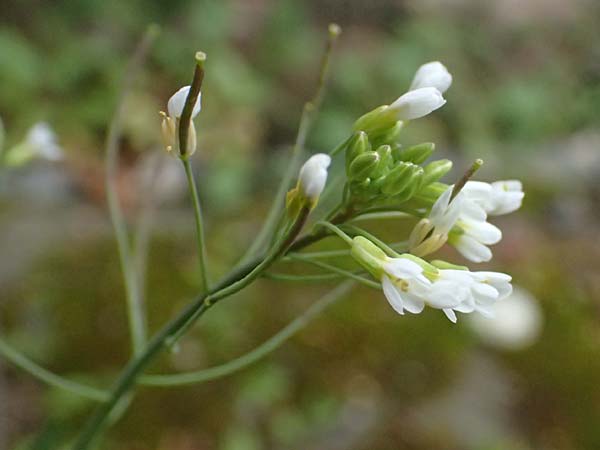 Arabidopsis thaliana \ Acker-Schmalwand, D Mannheim 1.4.2026