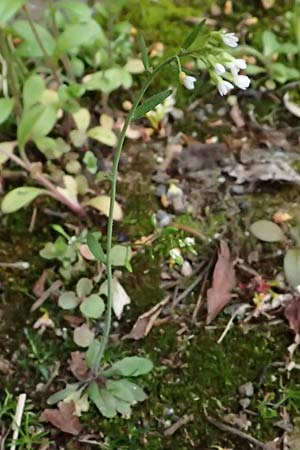 Arabidopsis thaliana \ Acker-Schmalwand, D Mannheim 1.4.2026