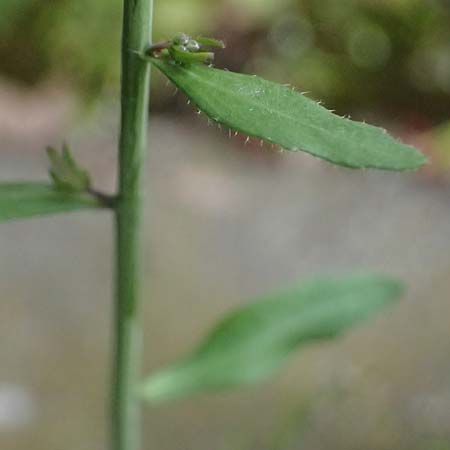 Arabidopsis thaliana \ Acker-Schmalwand, D Mannheim 1.4.2026