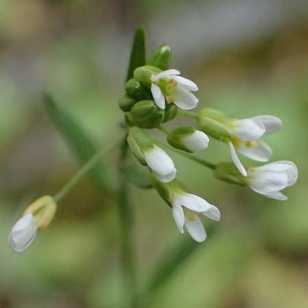 Arabidopsis thaliana \ Acker-Schmalwand, D Mannheim 1.4.2026