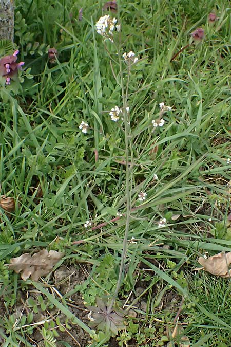 Arabidopsis thaliana \ Acker-Schmalwand, D Mannheim 1.4.2026