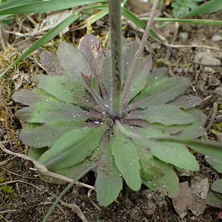 Arabidopsis thaliana \ Acker-Schmalwand, D Mannheim 1.4.2026
