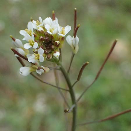 Arabidopsis thaliana \ Acker-Schmalwand, D Mannheim 1.4.2026