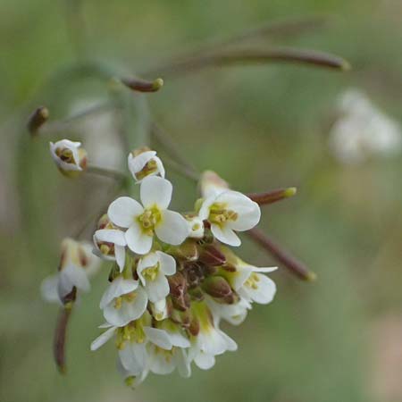 Arabidopsis thaliana \ Acker-Schmalwand, D Mannheim 1.4.2026