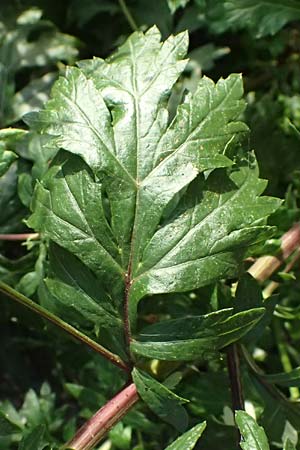 Artemisia vulgaris / Mugwort, D Mannheim 22.9.2024