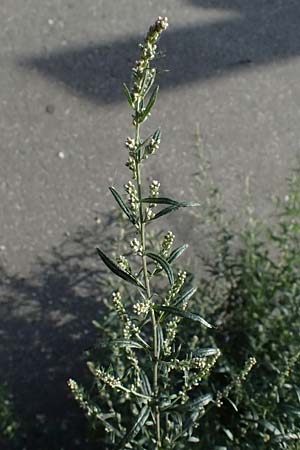 Artemisia vulgaris / Mugwort, D Mannheim 22.9.2024
