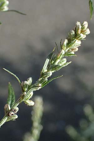 Artemisia vulgaris / Mugwort, D Mannheim 22.9.2024