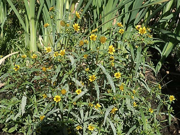Bidens cernua / Nodding Bur-Marigold, D Burghaun 8.9.2020