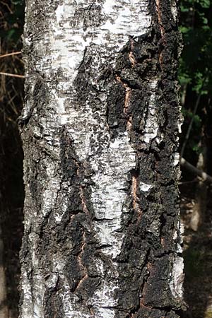Betula pubescens \ Moor-Birke, Flaum-Birke, D Eifel, Blankenheim 19.6.2022