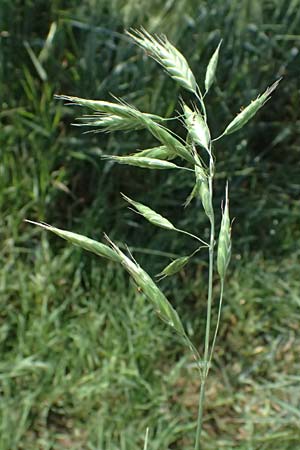 Bromus commutatus \ Wiesen-Trespe, Verwechselte Trespe / Meadow Brome, D Weinheim an der Bergstraße 3.6.2025