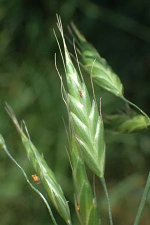 Bromus commutatus \ Wiesen-Trespe, Verwechselte Trespe / Meadow Brome, D Weinheim an der Bergstraße 3.6.2025