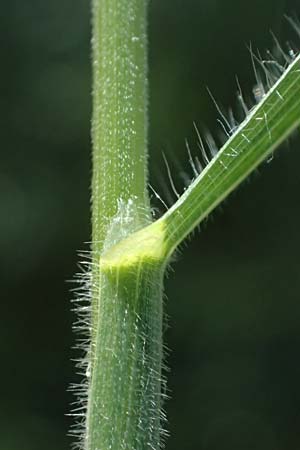 Bromus commutatus \ Wiesen-Trespe, Verwechselte Trespe / Meadow Brome, D Weinheim an der Bergstraße 3.6.2025