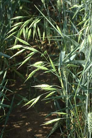 Bromus commutatus \ Wiesen-Trespe, Verwechselte Trespe / Meadow Brome, D Weinheim an der Bergstraße 3.6.2025