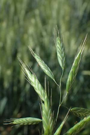 Bromus commutatus \ Wiesen-Trespe, Verwechselte Trespe / Meadow Brome, D Weinheim an der Bergstraße 3.6.2025