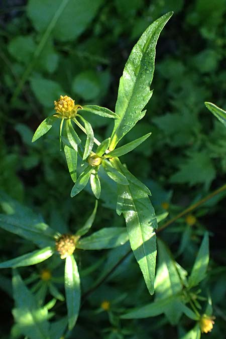Bidens connata, Henry's Honeysuckle