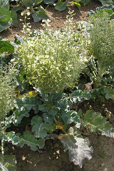 Brassica oleracea var. italica \ Brokkoli, D Botan. Gar.  Universit.  Mainz 11.7.2009
