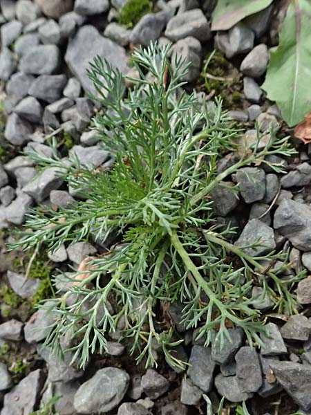Bidens triplinervia var. macrantha \ Dreinerviger Zweizahn / Three-Nerved Beggarticks, D Drolshagen-Bleche 2.9.2026
