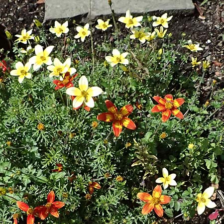 Bidens triplinervia var. macrantha \ Dreinerviger Zweizahn / Three-Nerved Beggarticks, D Drolshagen-Bleche 2.9.2026