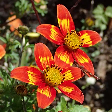 Bidens triplinervia var. macrantha \ Dreinerviger Zweizahn / Three-Nerved Beggarticks, D Drolshagen-Bleche 2.9.2026