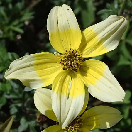 Bidens triplinervia var. macrantha \ Dreinerviger Zweizahn / Three-Nerved Beggarticks, D Drolshagen-Bleche 2.9.2026