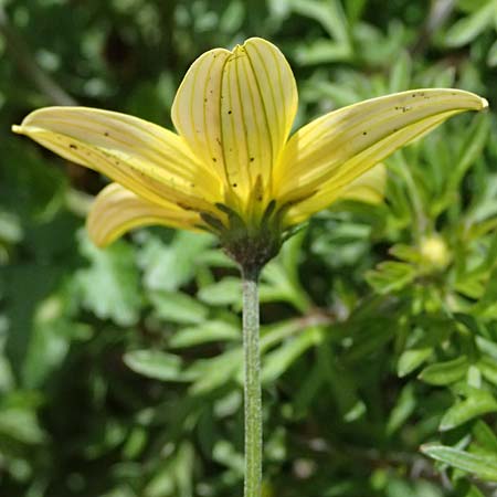 Bidens triplinervia var. macrantha \ Dreinerviger Zweizahn / Three-Nerved Beggarticks, D Drolshagen-Bleche 2.9.2026
