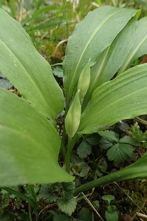 Allium ursinum \ Br-Lauch / Ramsons, D Mannheim 3.4.2016