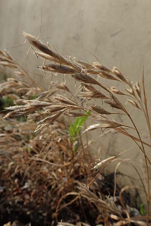 Bromus lanceolatus \ Spreizende Trespe / Mediterranean Brome, D Stuttgart 6.6.2018