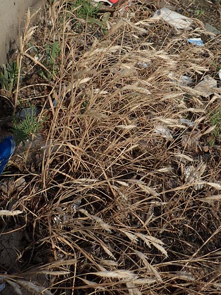 Bromus lanceolatus \ Spreizende Trespe / Mediterranean Brome, D Stuttgart 6.6.2018