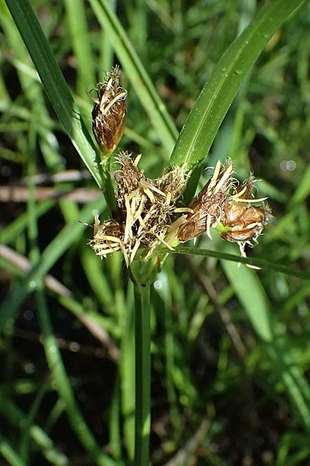 Bolboschoenus planiculmis \ Platthalm-Knollenbinse / Flat-Stem Club-Rush, D Mannheim 5.6.2026