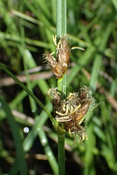 Bolboschoenus planiculmis \ Platthalm-Knollenbinse / Flat-Stem Club-Rush, D Mannheim 5.6.2026