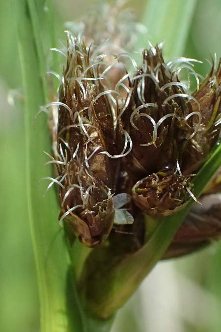 Bolboschoenus planiculmis \ Platthalm-Knollenbinse / Flat-Stem Club-Rush, D Mannheim 5.6.2026