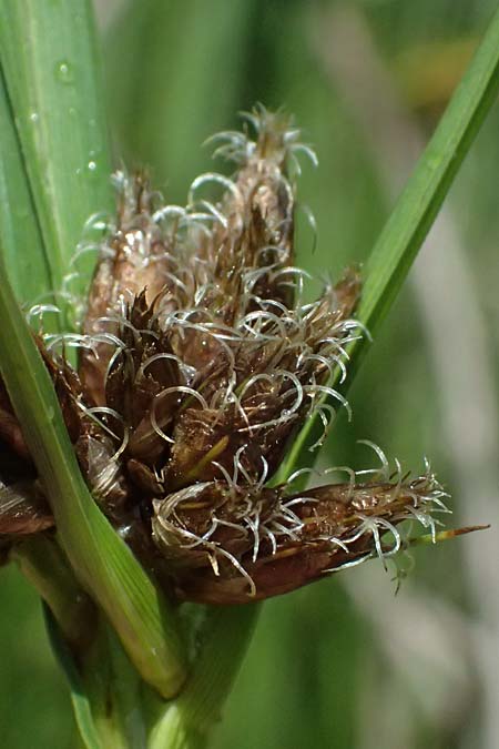 Bolboschoenus planiculmis \ Platthalm-Knollenbinse / Flat-Stem Club-Rush, D Mannheim 5.6.2026