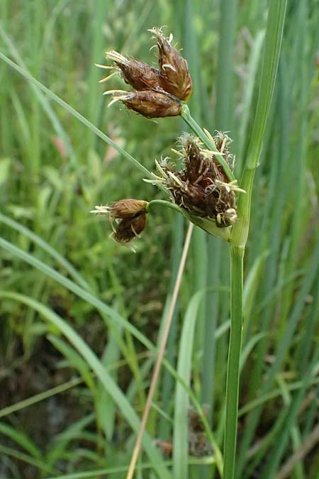 Bolboschoenus planiculmis \ Platthalm-Knollenbinse / Flat-Stem Club-Rush, D Mannheim 5.6.2026