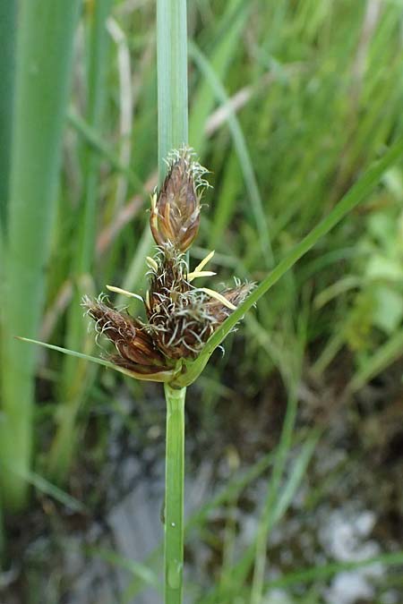 Bolboschoenus planiculmis \ Platthalm-Knollenbinse / Flat-Stem Club-Rush, D Mannheim 5.6.2026