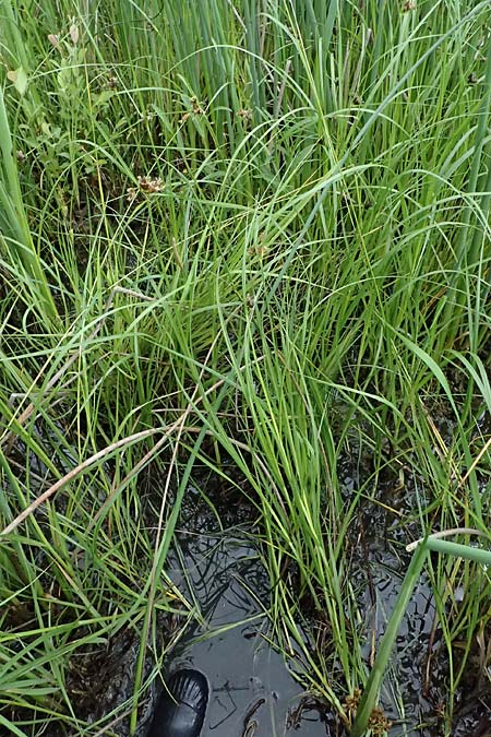 Bolboschoenus planiculmis \ Platthalm-Knollenbinse / Flat-Stem Club-Rush, D Mannheim 5.6.2026
