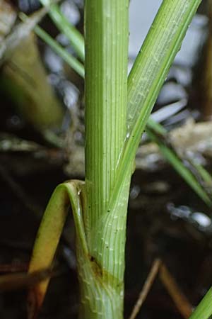 Bolboschoenus planiculmis \ Platthalm-Knollenbinse / Flat-Stem Club-Rush, D Mannheim 5.6.2026
