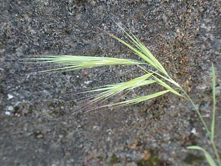 Bromus madritensis \ Mittelmeer-Trespe / Compact Brome, D Assmannshausen 9.5.2018