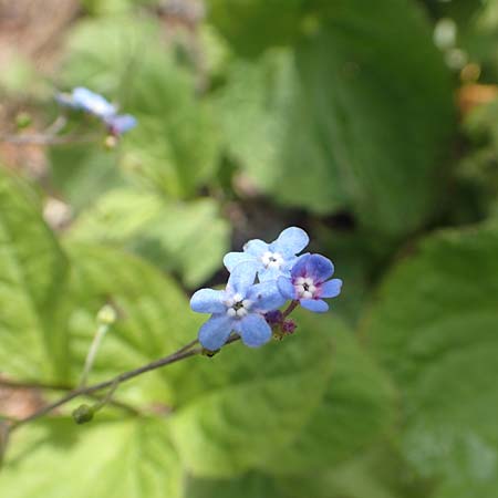 Brunnera macrophylla \ Groblttriges Kaukasus-Vergissmeinnicht / Siberian Bugloss, False Forget-me-not, D Heidelberg 3.5.2020