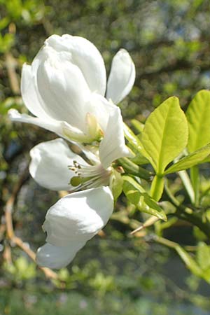 Citrus trifoliata \ Bitterorange, Dreiblatt-Zitrone / Japanese Bitter Orange, Trifoliate Orange, D Frankfurt Palmengarten 21.4.2019