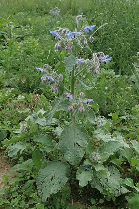Borago officinalis \ Boretsch / Borago, D Wiesloch 3.6.2025